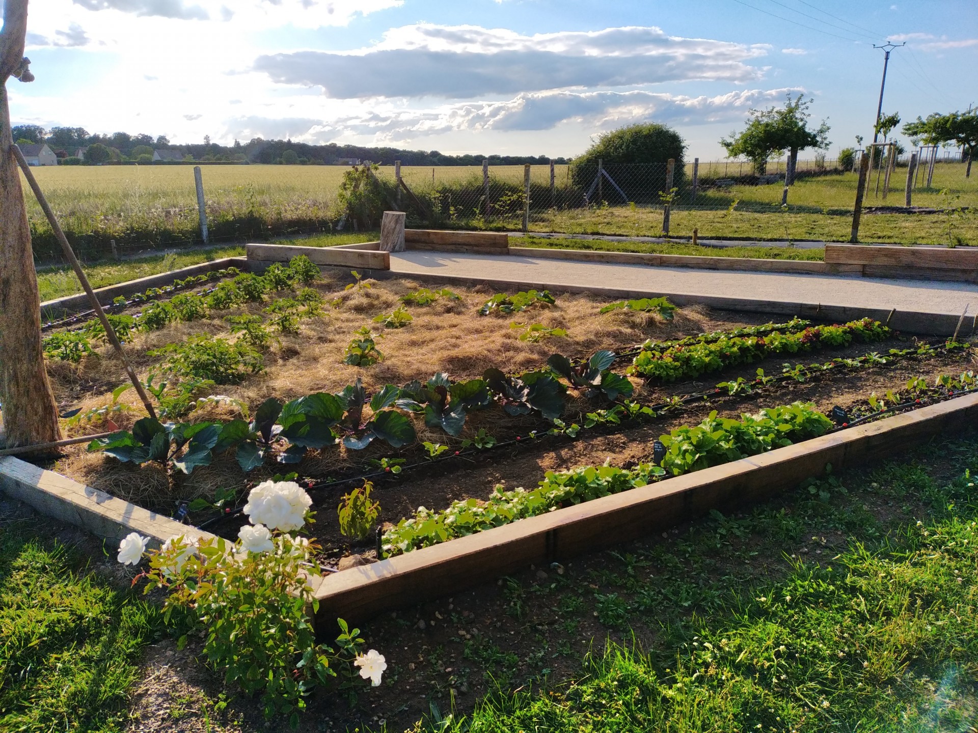 Création d'un potager adossé au terrain de pétanque